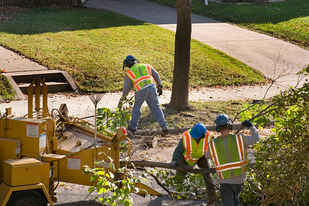 Best Tree Stump Removal  in Dayton, TN